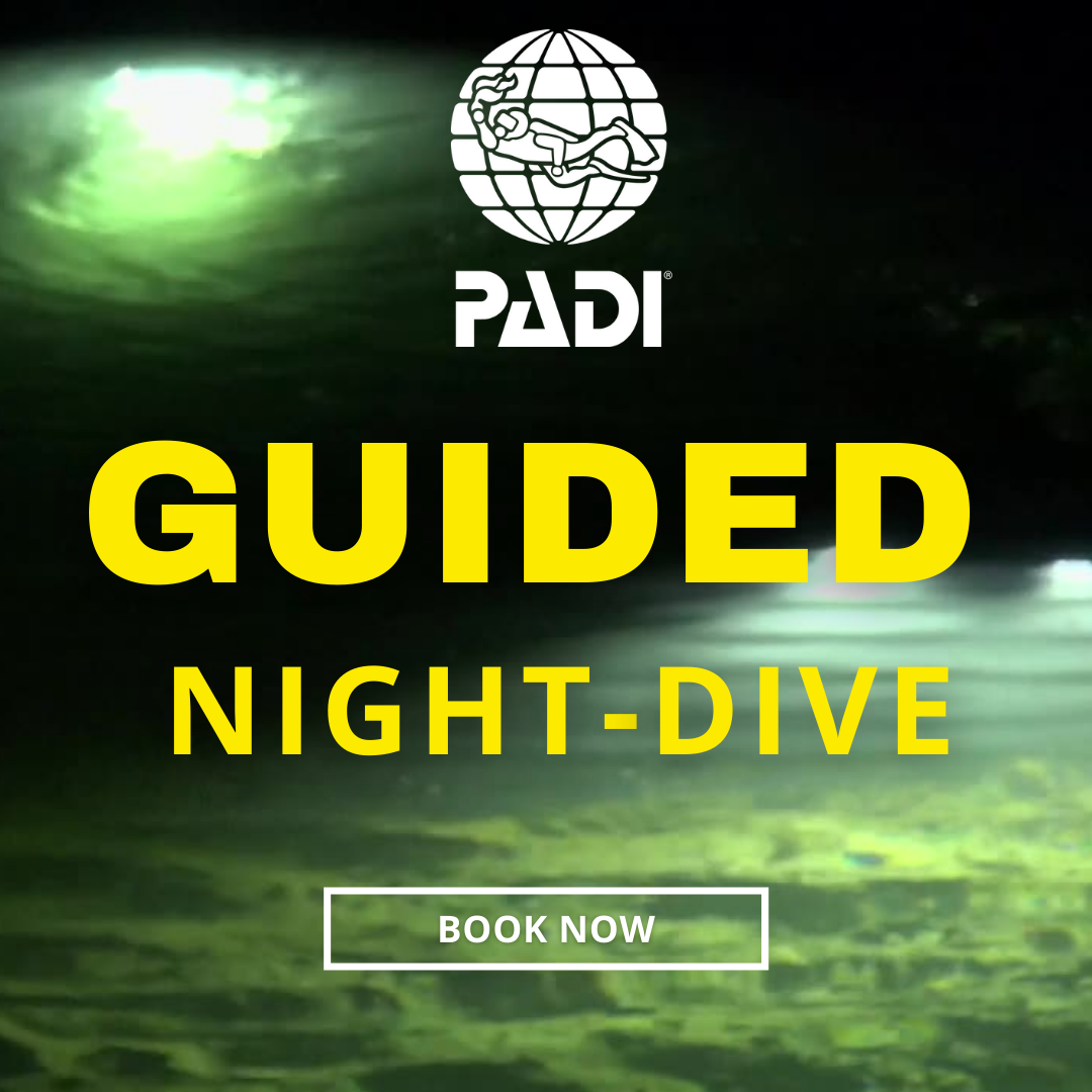 Instructor Guided Night Dive 🔦